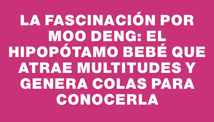 La fascinación por Moo Deng: el hipopótamo bebé que atrae multitudes y genera colas para conocerla