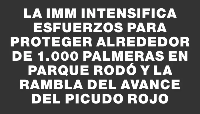 La Imm intensifica esfuerzos para proteger alrededor de 1.000 palmeras en Parque Rodó y la rambla del avance del picudo rojo