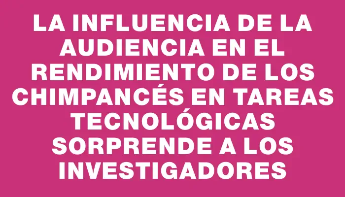 La influencia de la audiencia en el rendimiento de los chimpancés en tareas tecnológicas sorprende a los investigadores