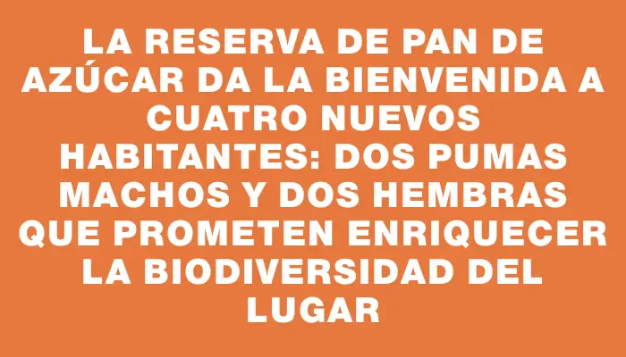 La Reserva de Pan de Azúcar da la bienvenida a cuatro nuevos habitantes: dos pumas machos y dos hembras que prometen enriquecer la biodiversidad del lugar