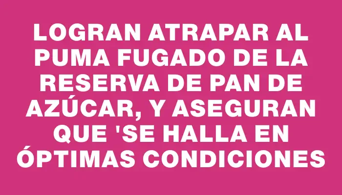 Logran atrapar al puma fugado de la reserva de Pan de Azúcar, y aseguran que "se halla en óptimas condiciones