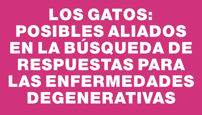 Los gatos: posibles aliados en la búsqueda de respuestas para las enfermedades degenerativas