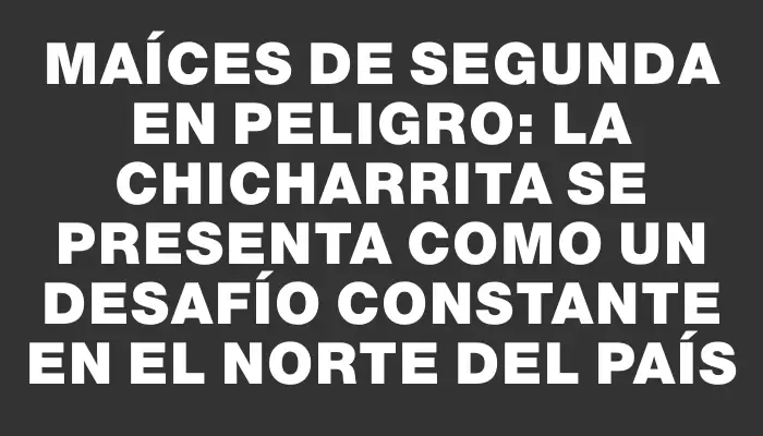 Maíces de Segunda en peligro: La Chicharrita se presenta como un desafío constante en el norte del país