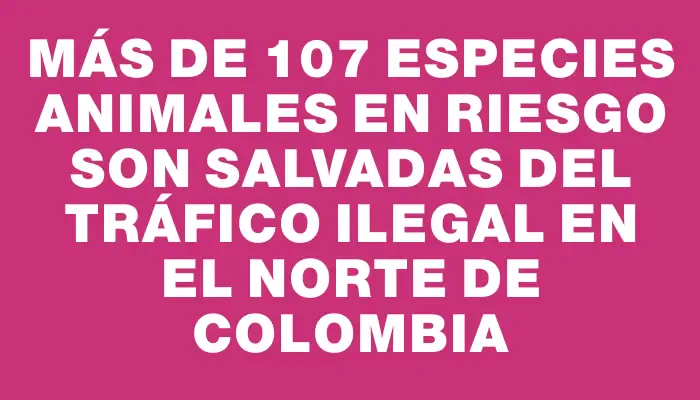 Más de 107 especies animales en riesgo son salvadas del tráfico ilegal en el norte de Colombia