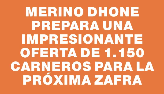 Merino Dhone prepara una impresionante oferta de 1.150 carneros para la próxima zafra