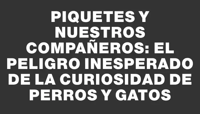 Piquetes y Nuestros Compañeros: El Peligro Inesperado de la Curiosidad de Perros y Gatos