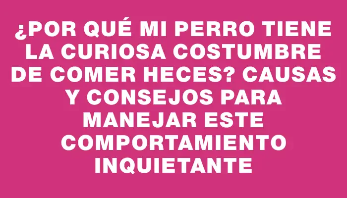 ¿Por qué mi perro tiene la curiosa costumbre de comer heces? Causas y consejos para manejar este comportamiento inquietante