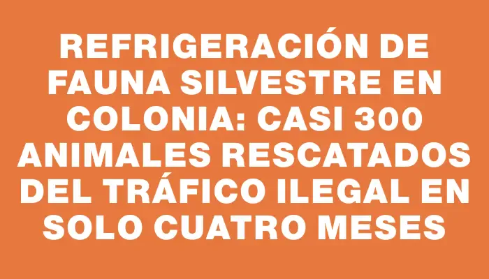 Refrigeración de fauna silvestre en Colonia: casi 300 animales rescatados del tráfico ilegal en solo cuatro meses