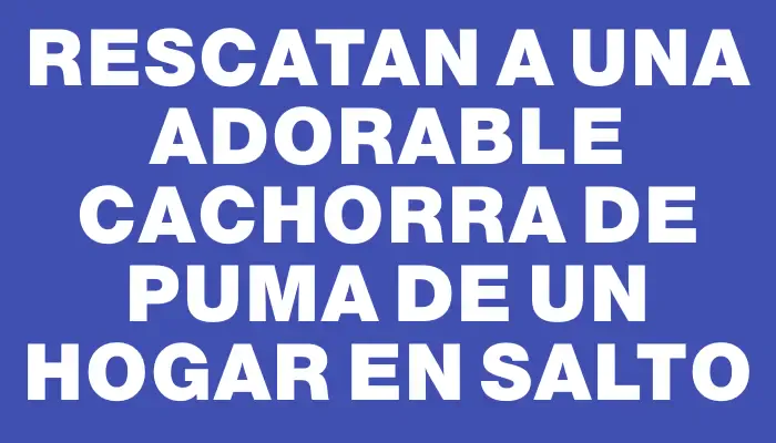 Rescatan a una adorable cachorra de puma de un hogar en Salto