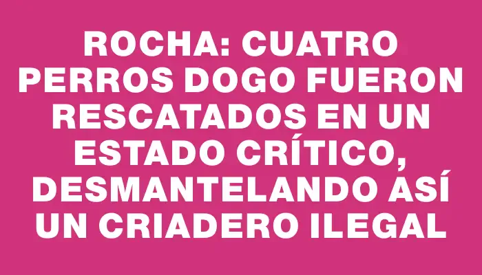 Rocha: Cuatro perros dogo fueron rescatados en un estado crítico, desmantelando así un criadero ilegal