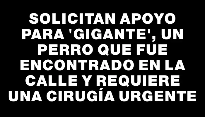 Solicitan apoyo para "Gigante", un perro que fue encontrado en la calle y requiere una cirugía urgente