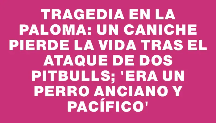 Tragedia en La Paloma: un caniche pierde la vida tras el ataque de dos pitbulls; “Era un perro anciano y pacífico”