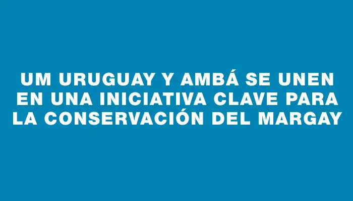 Um Uruguay y Ambá se unen en una iniciativa clave para la conservación del Margay