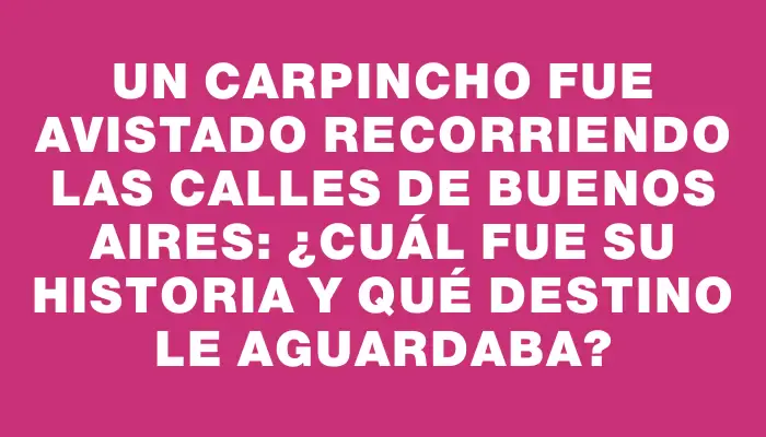 Un carpincho fue avistado recorriendo las calles de Buenos Aires: ¿Cuál fue su historia y qué destino le aguardaba?