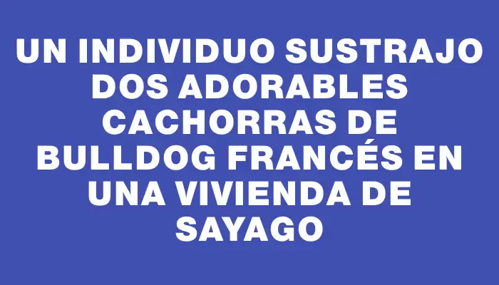 Un individuo sustrajo dos adorables cachorras de bulldog francés en una vivienda de Sayago