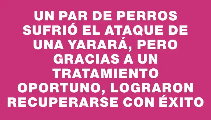 Un par de perros sufrió el ataque de una yarará, pero gracias a un tratamiento oportuno, lograron recuperarse con éxito