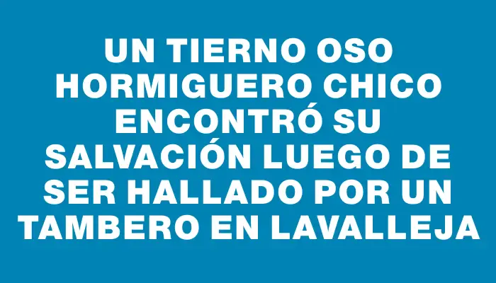 Un tierno oso hormiguero chico encontró su salvación luego de ser hallado por un tambero en Lavalleja