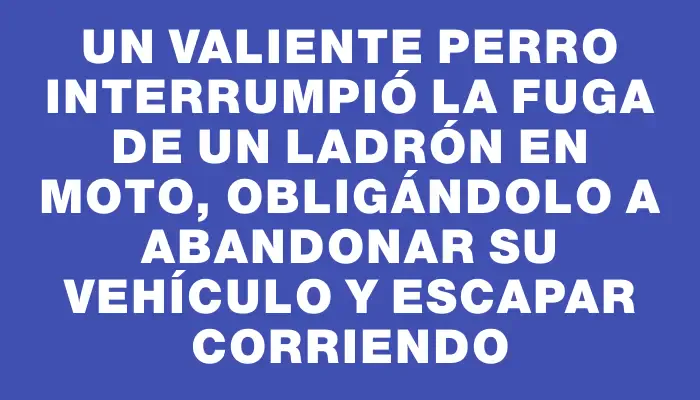 Un valiente perro interrumpió la fuga de un ladrón en moto, obligándolo a abandonar su vehículo y escapar corriendo