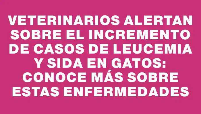 Veterinarios alertan sobre el incremento de casos de leucemia y sida en gatos: conoce más sobre estas enfermedades